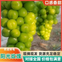 湖南精品阳光玫瑰葡萄产地直发货源稳定颗粒大品质好发全国