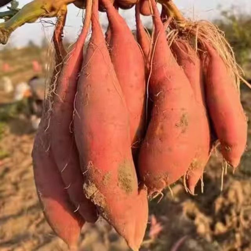【推荐】湖北龙九大量上市/视频看货/对接商超批发市场