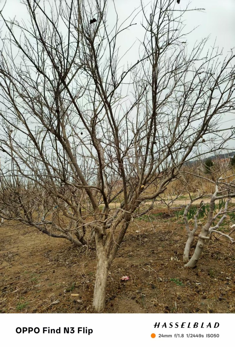 《无花果苗》基地直发对接全国提供技术指导成活率高