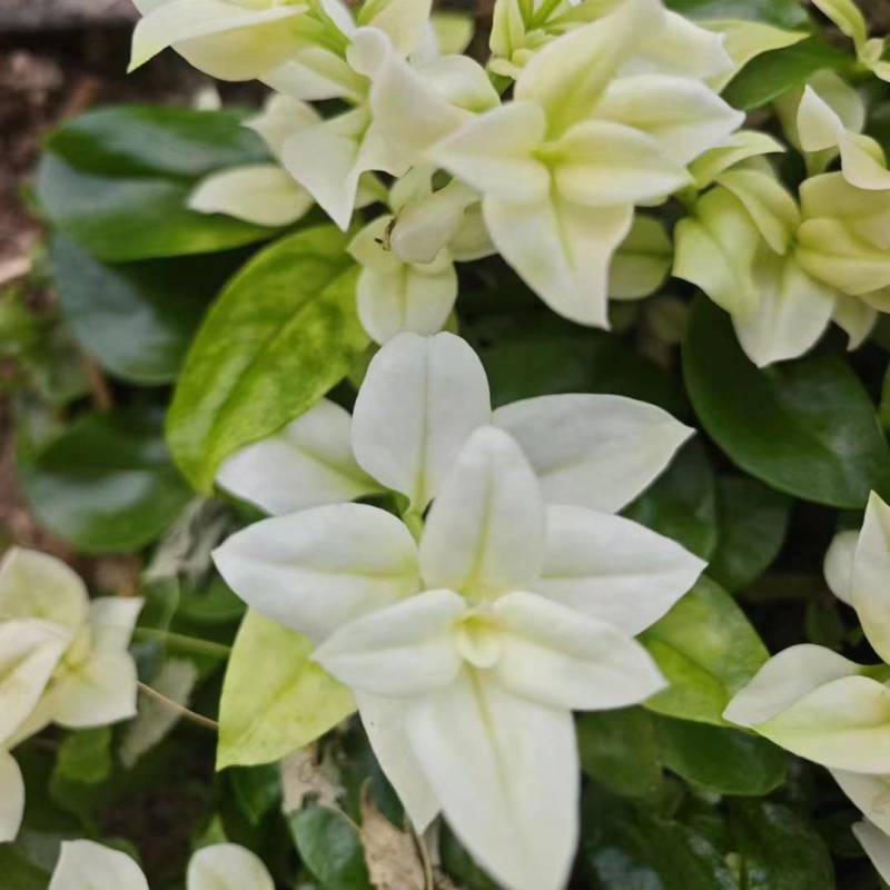 【雪莲心】白甜七雪山冰草冰山雪莲小盒子打冷耐运输储存现摘