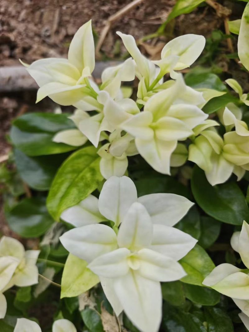 【雪莲心】白甜七雪山冰草冰山雪莲小盒子打冷耐运输储存现摘