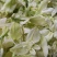 【雪莲心】白甜七雪山冰草冰山雪莲小盒子打冷耐运输储存现摘