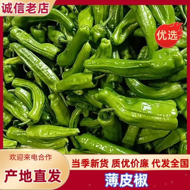 薄皮椒芜湖椒自产自销产地直供支持视频看货