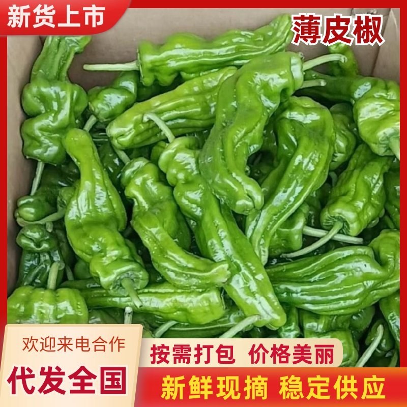 薄皮椒，芜湖椒，高山辣椒大量供应，质量保证，诚信经营