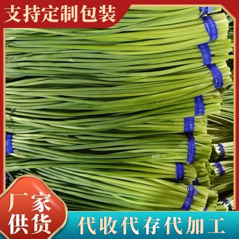 苍山蒜薹白帽蒜薹产地直发可代加工自有冷库服务周到！