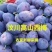 汶川，茂县，高山女神果西梅产地直销实力代办