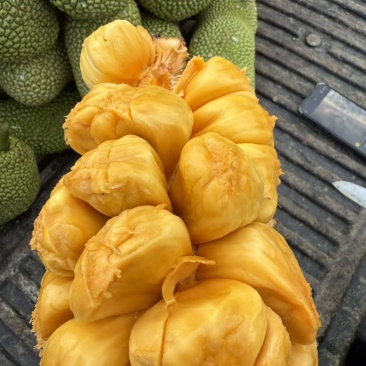 尖蜜拉