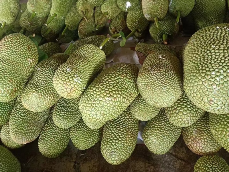 尖蜜拉