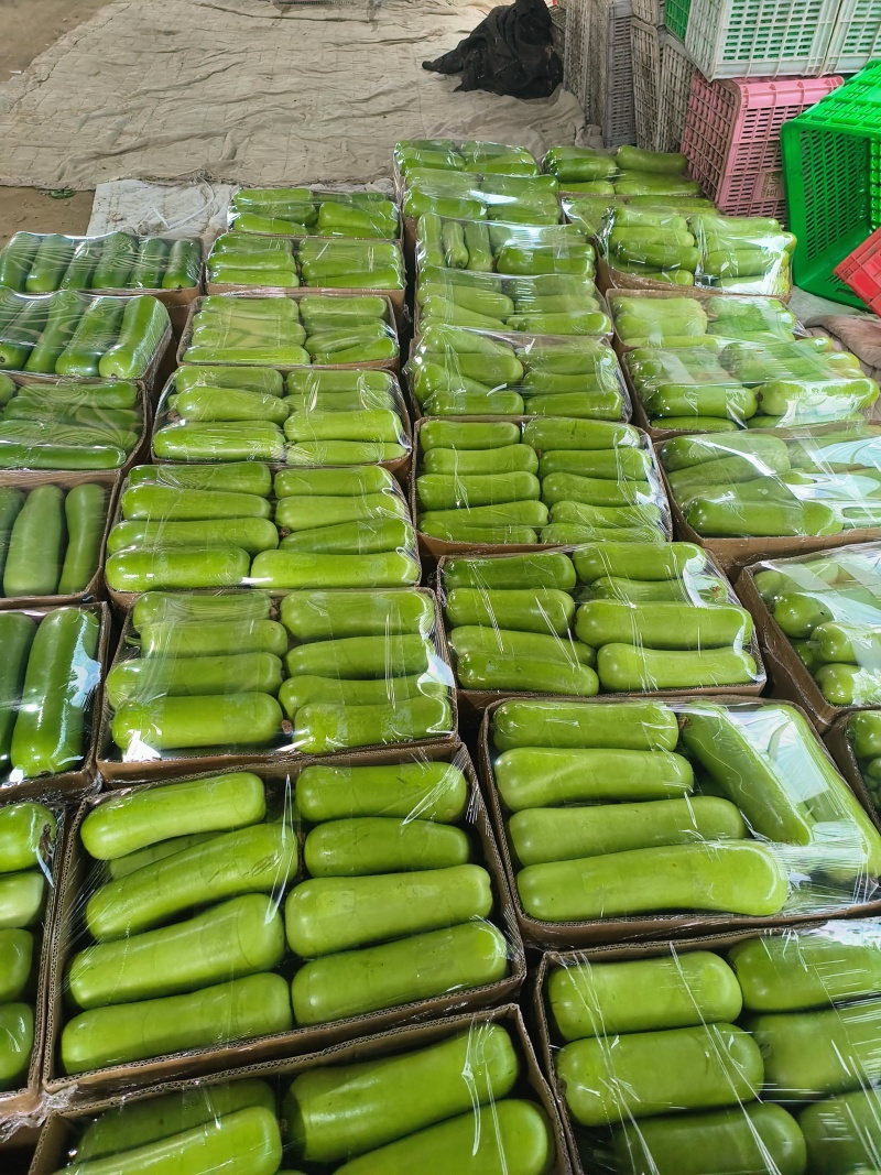 弧子，胡子，绿胡子，产地直供，产地直发，