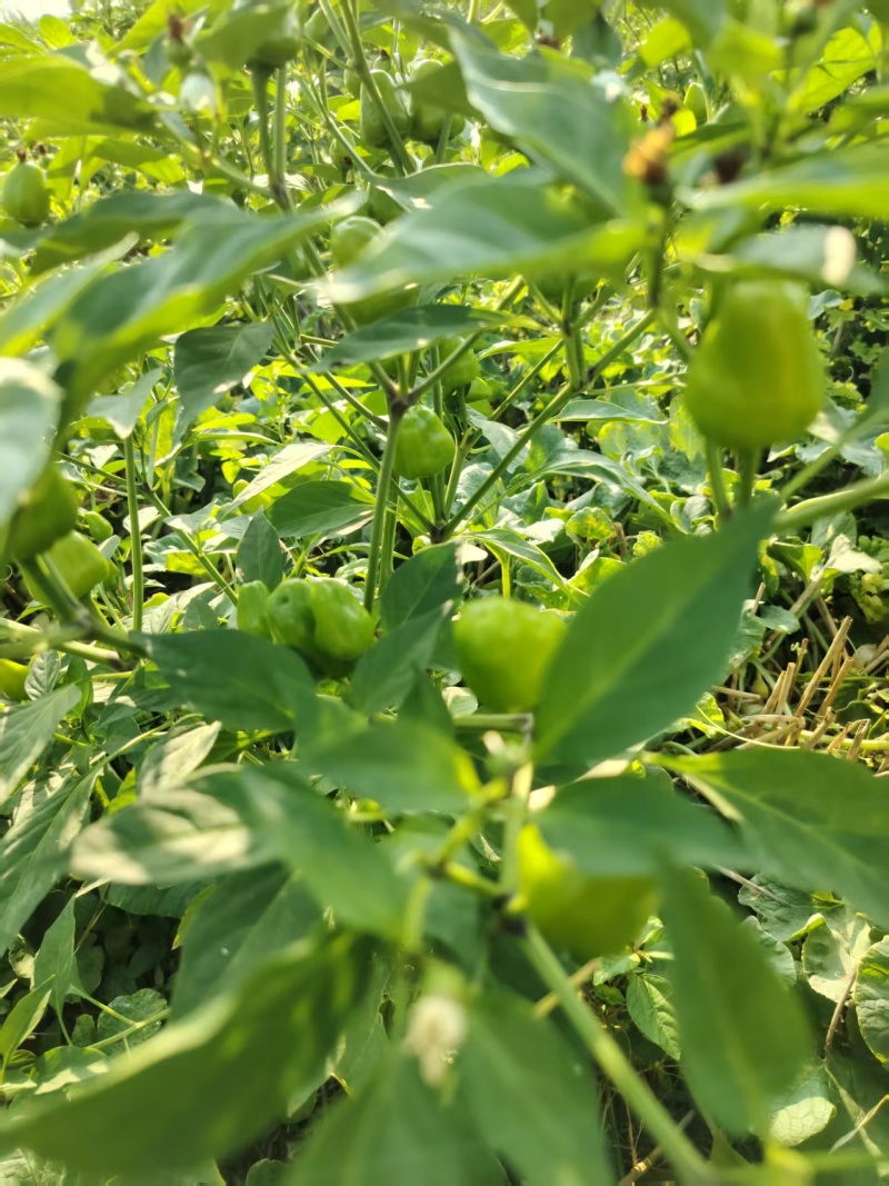 河南许昌草莓辣椒，农家自种，当天采摘，当天走车