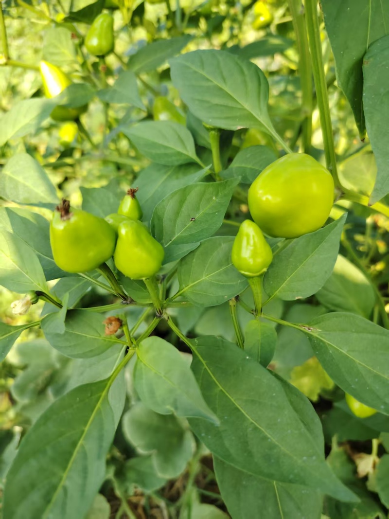 河南许昌草莓辣椒，农家自种，当天采摘，当天走车