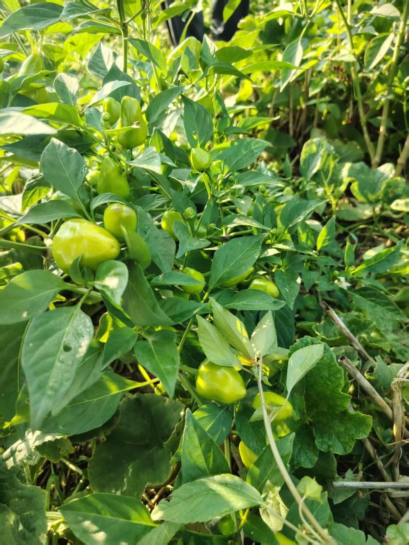 河南许昌草莓辣椒，农家自种，当天采摘，当天走车