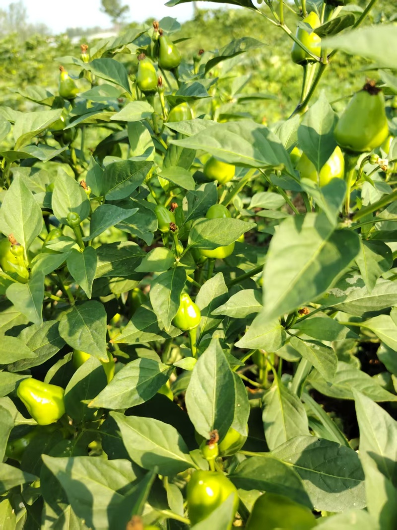 河南许昌草莓辣椒，农家自种，当天采摘，当天走车