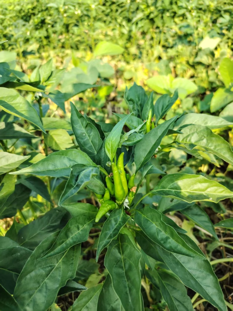 河南许昌草莓辣椒，农家自种，当天采摘，当天走车