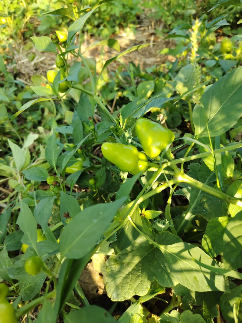 河南许昌草莓辣椒，农家自种，当天采摘，当天走车