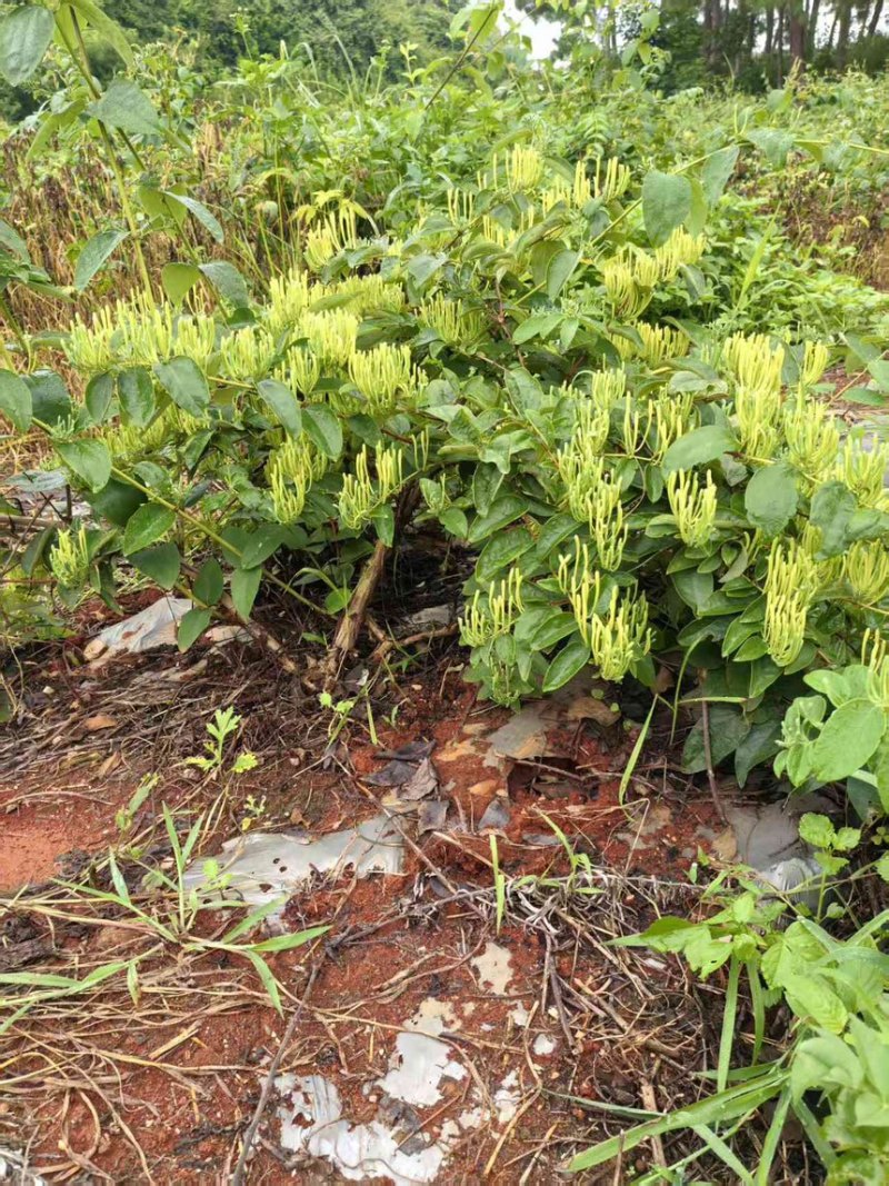金银花干金银花精品金银花新鲜采摘在烘干产地直供