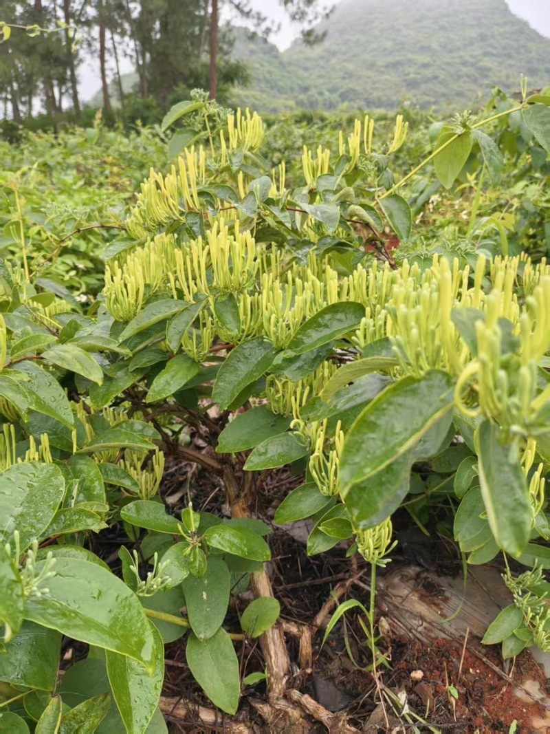 金银花干金银花精品金银花新鲜采摘在烘干产地直供