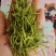 金银花干金银花精品金银花新鲜采摘在烘干产地直供