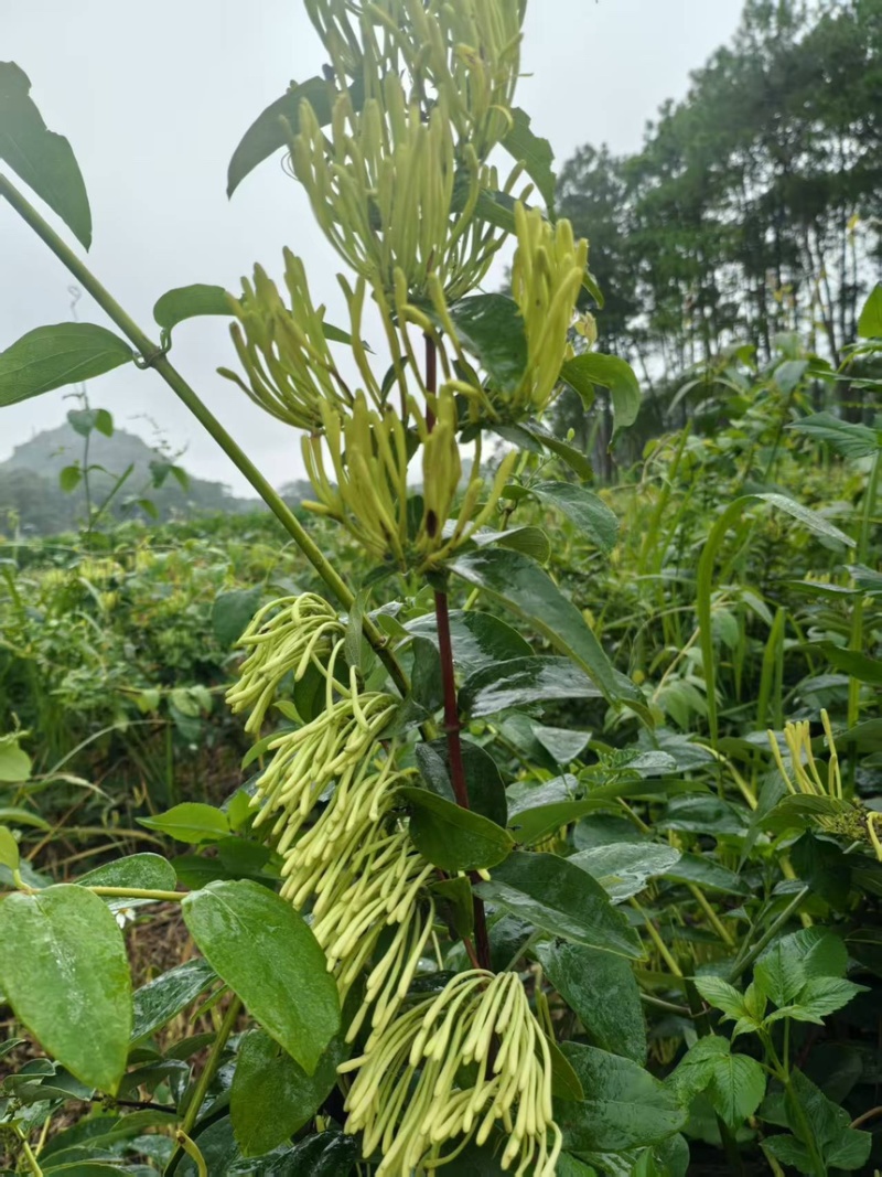 金银花干金银花精品金银花新鲜采摘在烘干产地直供