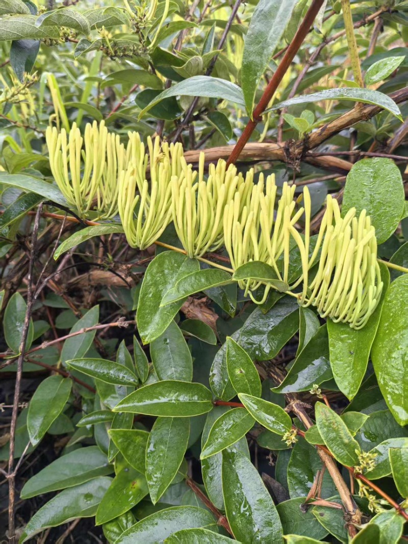金银花干金银花精品金银花新鲜采摘在烘干产地直供