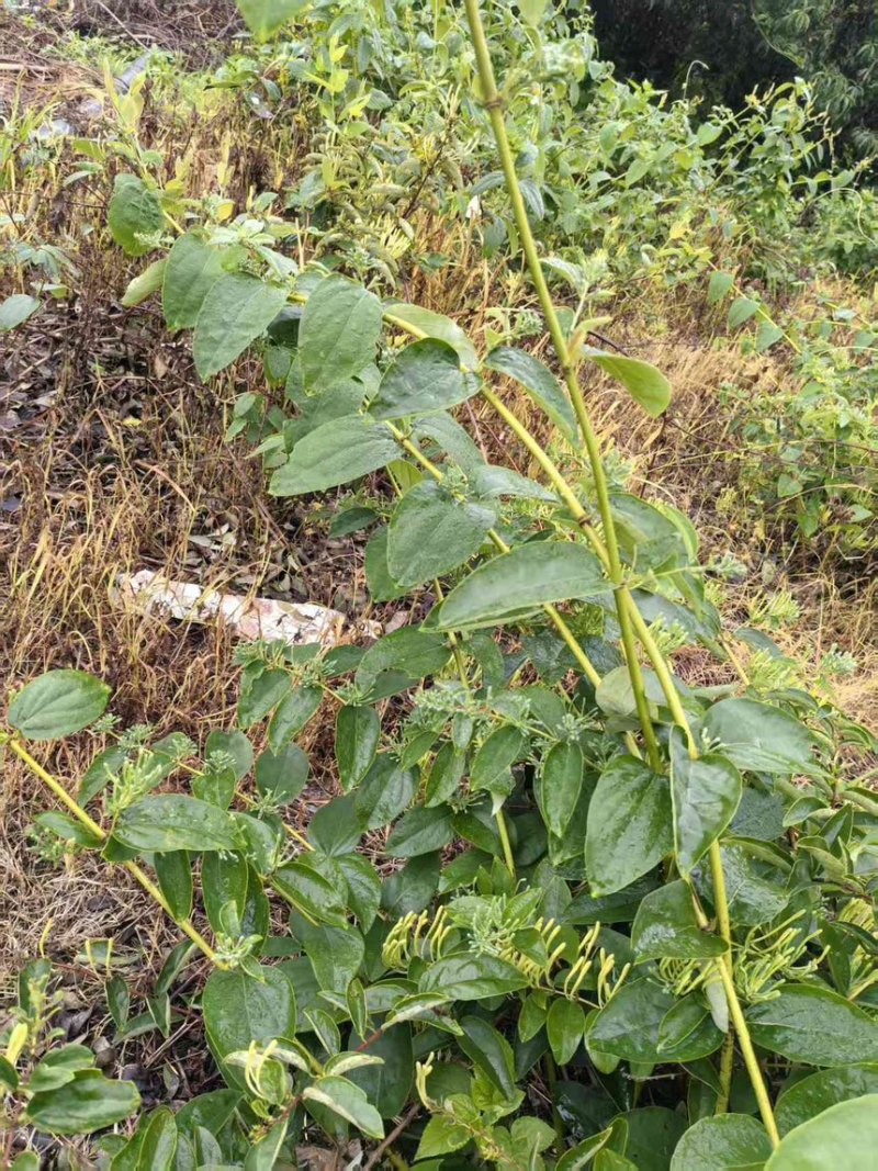 金银花干金银花精品金银花新鲜采摘在烘干产地直供