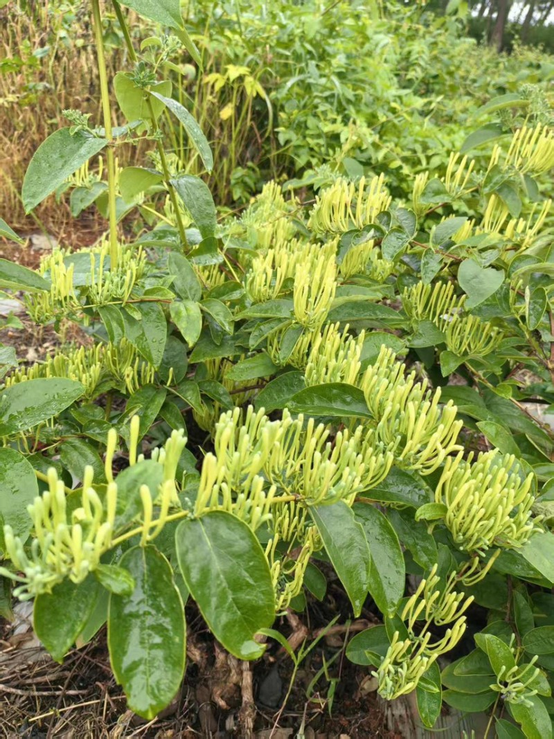 金银花干金银花精品金银花新鲜采摘在烘干产地直供