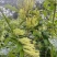 金银花干金银花精品金银花新鲜采摘在烘干产地直供