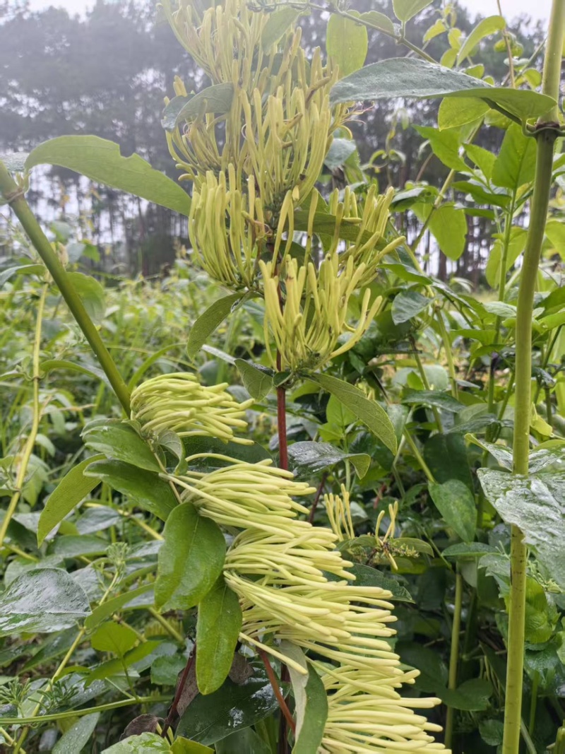 金银花干金银花精品金银花新鲜采摘在烘干产地直供