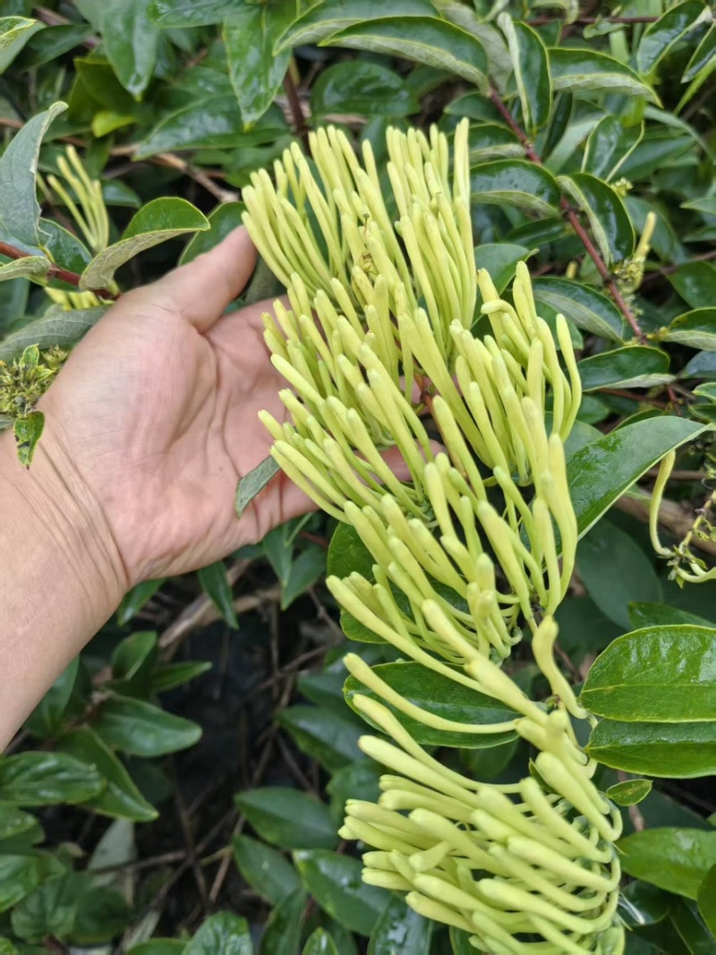 金银花干金银花精品金银花新鲜采摘在烘干产地直供