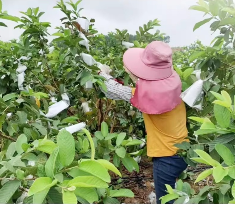 《红心番石榴》广东基地直发红心芭乐量大从优对接商超电商