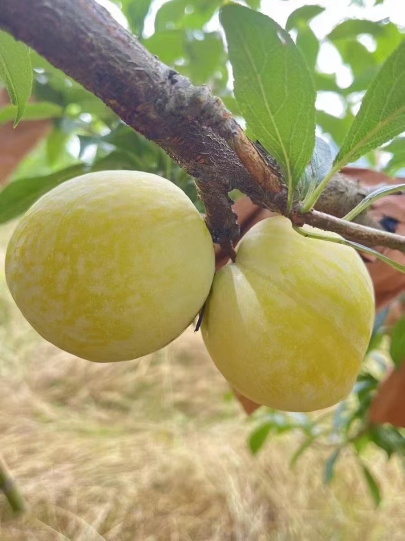 黄金奈李