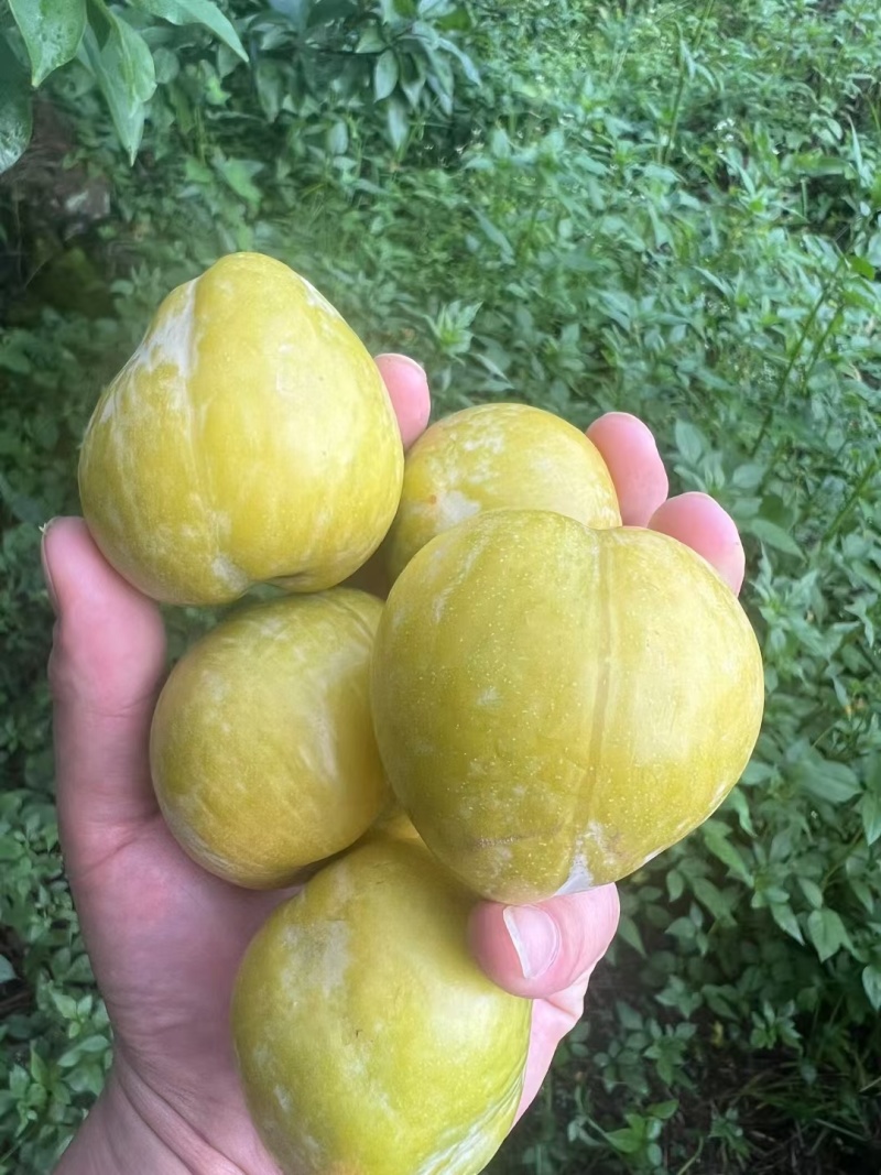 黄金奈李