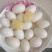 鸽子蛋湖北鸽子蛋，自家养殖，长期供应鸽子蛋