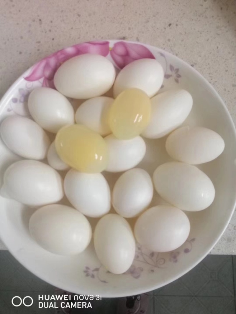 鸽子蛋湖北鸽子蛋，自家养殖，长期供应鸽子蛋