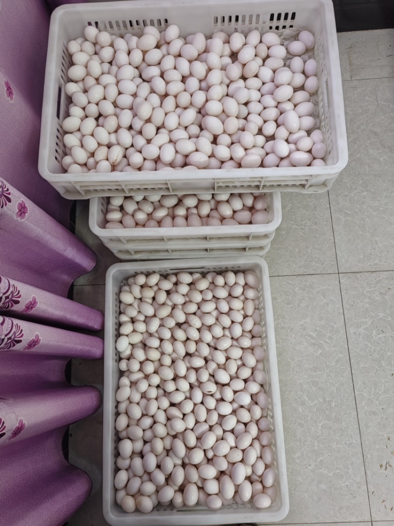 鸽子蛋湖北鸽子蛋，自家养殖，长期供应鸽子蛋