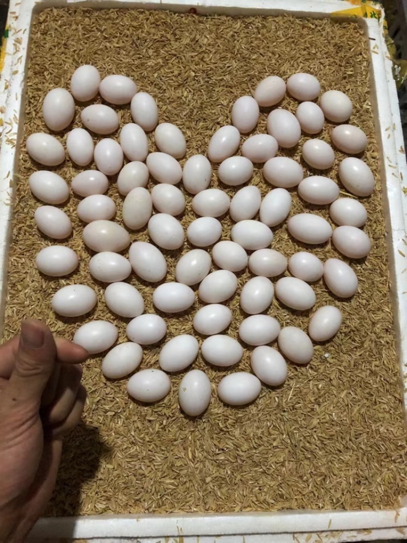 鸽子蛋湖北鸽子蛋，自家养殖，长期供应鸽子蛋