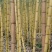 云南黄金甘蔗，自家种植，价格实惠，保质保量，可视频看货