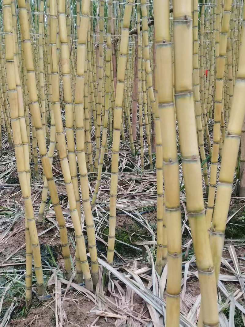 云南黄金甘蔗，自家种植，价格实惠，保质保量，可视频看货