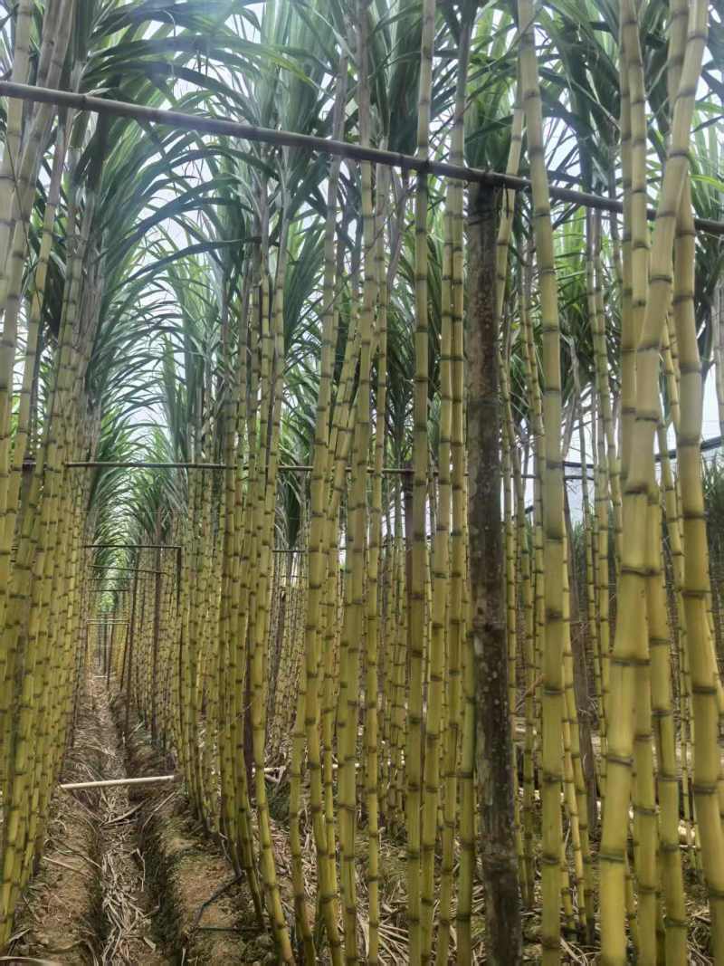 云南黄金甘蔗，自家种植，价格实惠，保质保量，可视频看货