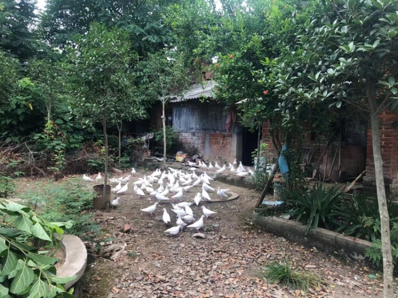 鸽子湖北老鸽，大量有售，有需要老板欢迎咨询