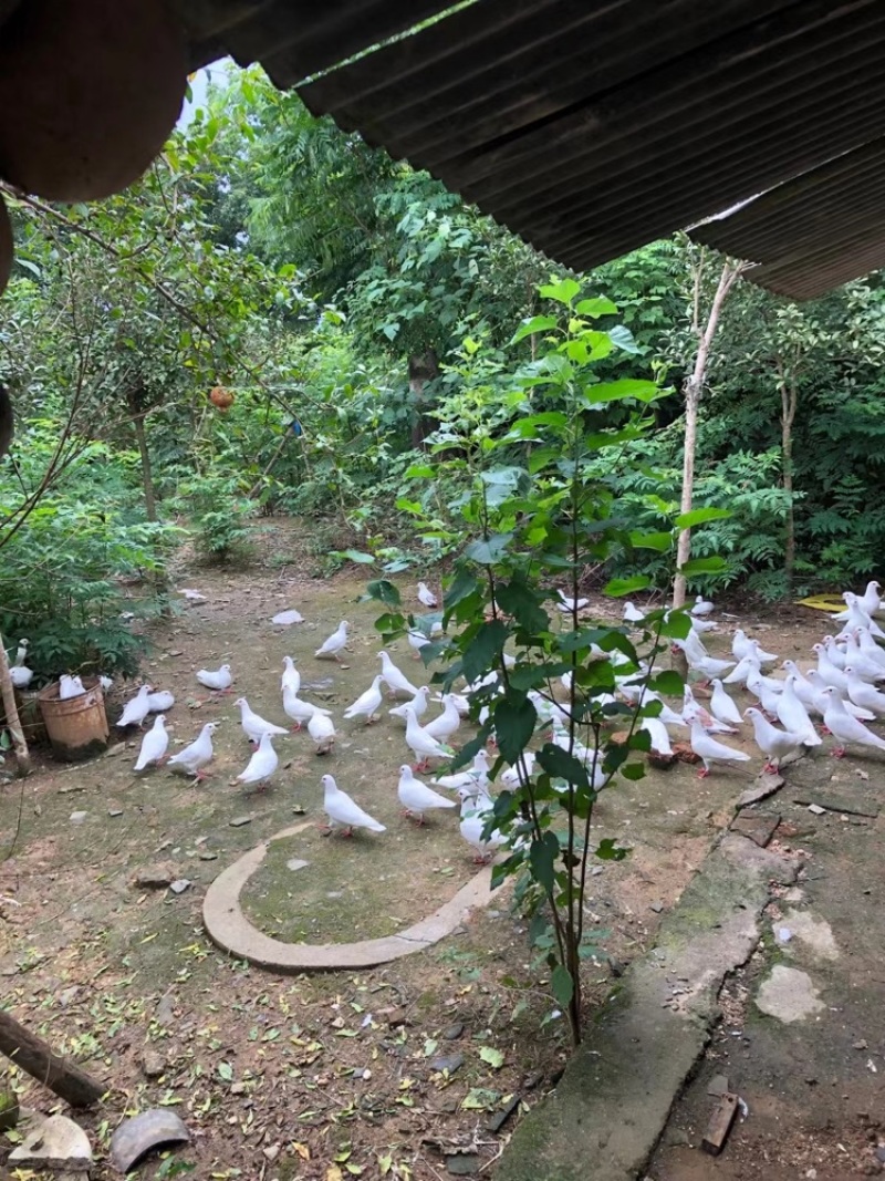 鸽子湖北老鸽，大量有售，有需要老板欢迎咨询