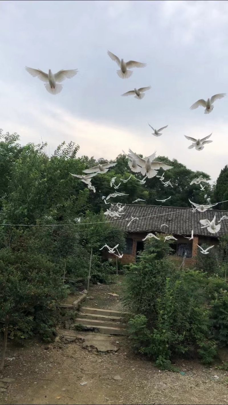 鸽子湖北老鸽，大量有售，有需要老板欢迎咨询