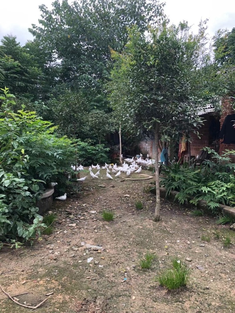 鸽子湖北老鸽，大量有售，有需要老板欢迎咨询