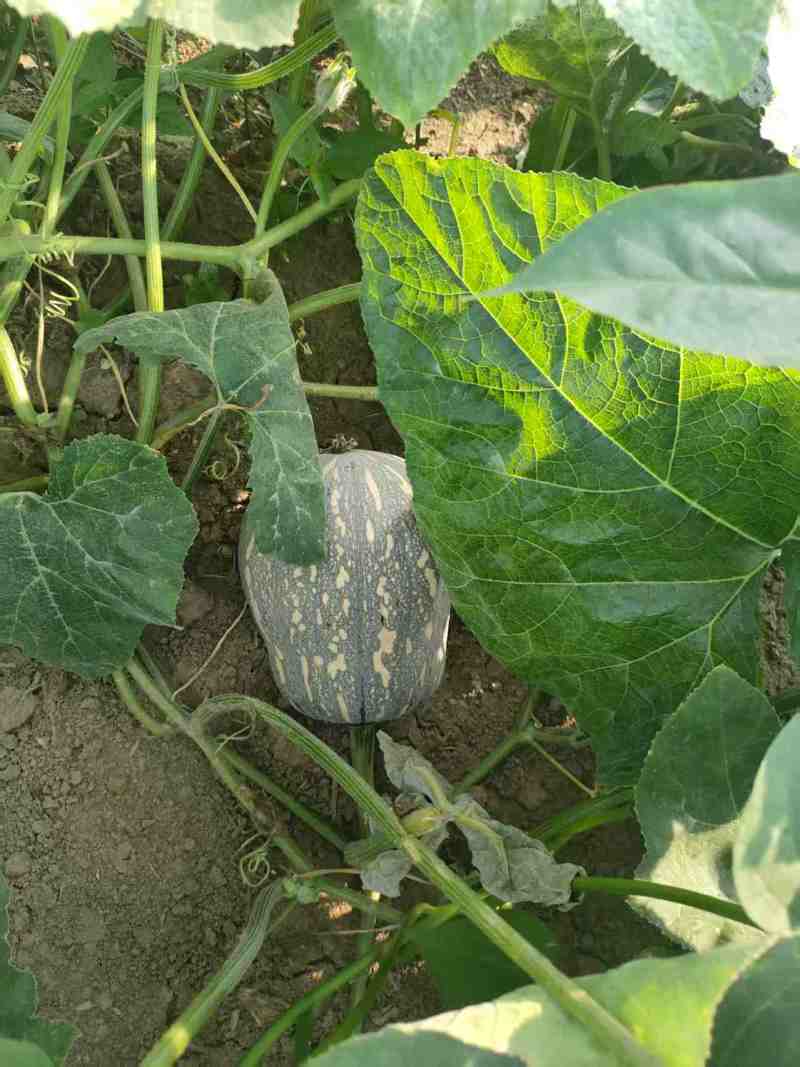 花生南瓜/河南南瓜/金香软糯香甜/货量充足欢迎来电