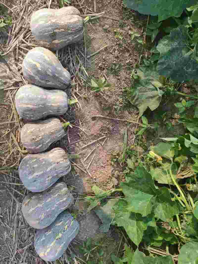 花生南瓜/河南南瓜/金香软糯香甜/货量充足欢迎来电