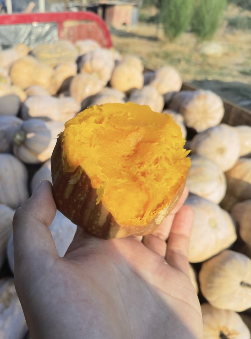 花生南瓜/河南南瓜/金香软糯香甜/货量充足欢迎来电