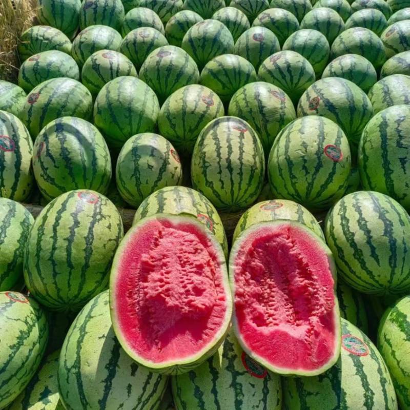 湖北石头瓜、矽砂瓜、头茬、精品、代发全国各地