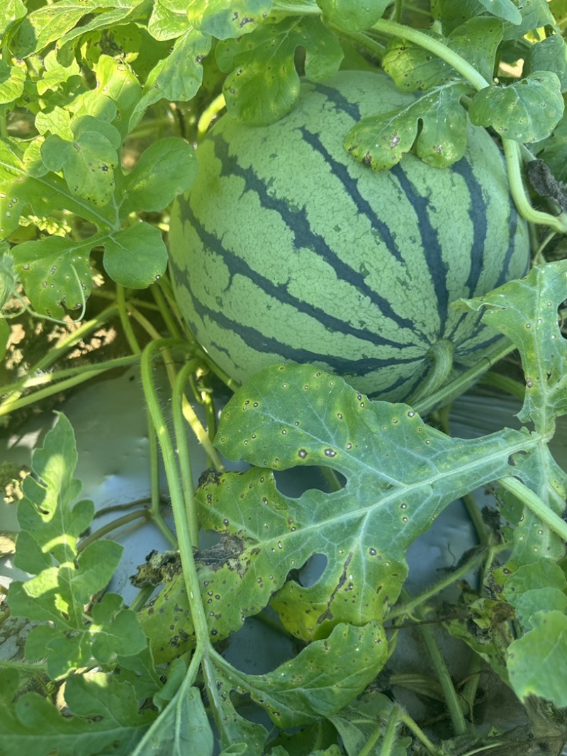 麒麟西瓜麒麟美都西瓜水果黄心红心黑皮瓜大量现货