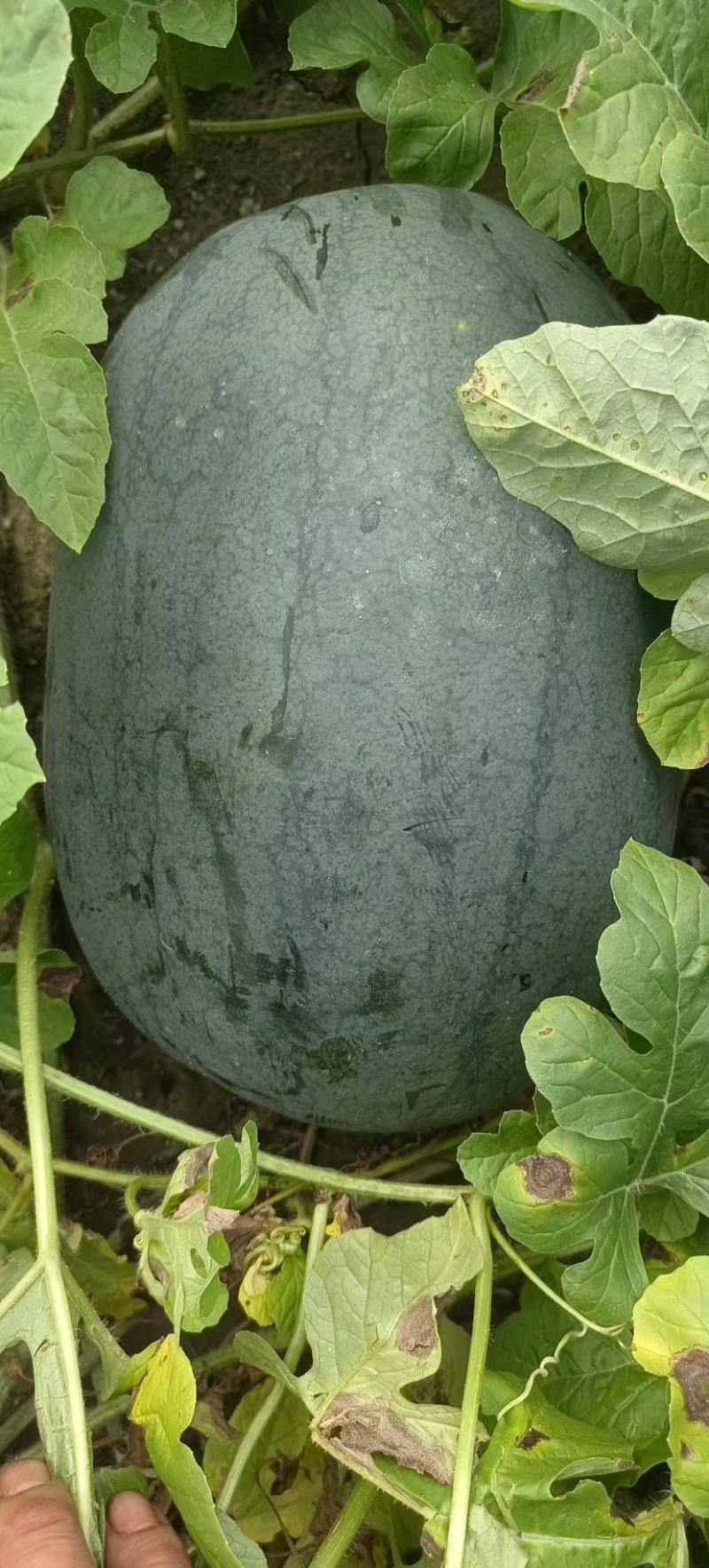 麒麟西瓜麒麟美都西瓜水果黄心红心黑皮瓜大量现货