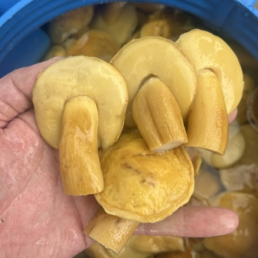 美味牛肝菌白牛肝盐水货大腿菇酒店火锅店直供批发